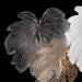 Бра Citilux Dryad CL305330
